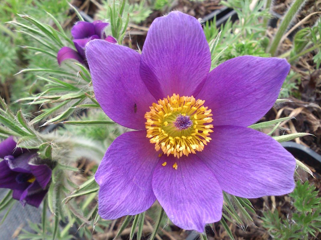 Pulsatilla vulgaris ‘Violet Bells’
