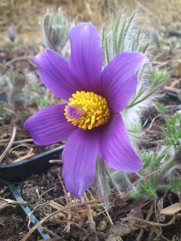 Pulsatilla vulgaris ‘Violet Bells’