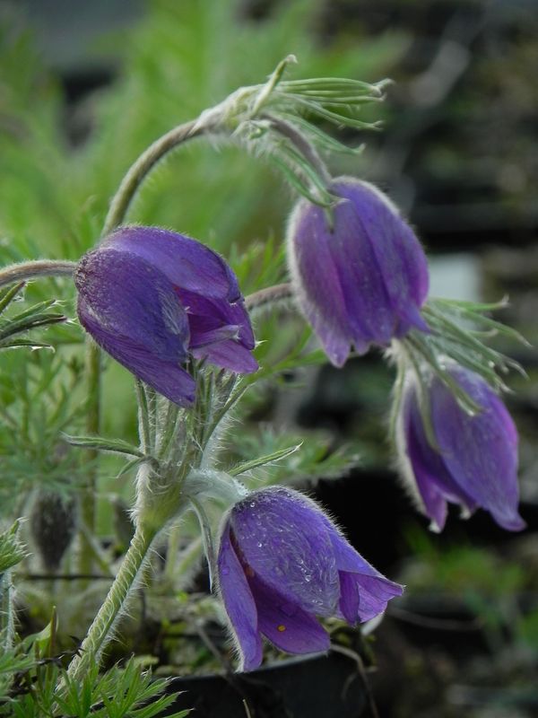 Pulsatilla vulgaris ‘Violet Bells’