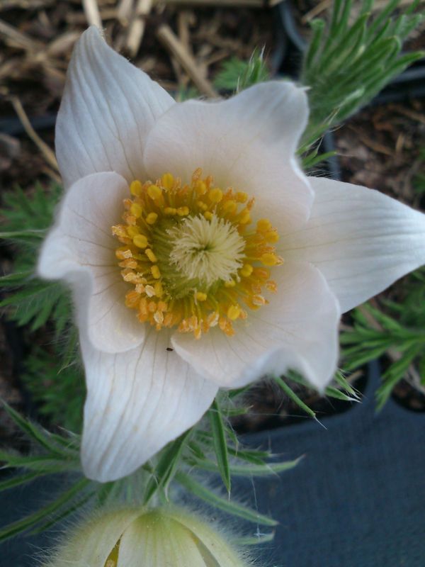 Pulsatilla vulgaris ‘White Bells’