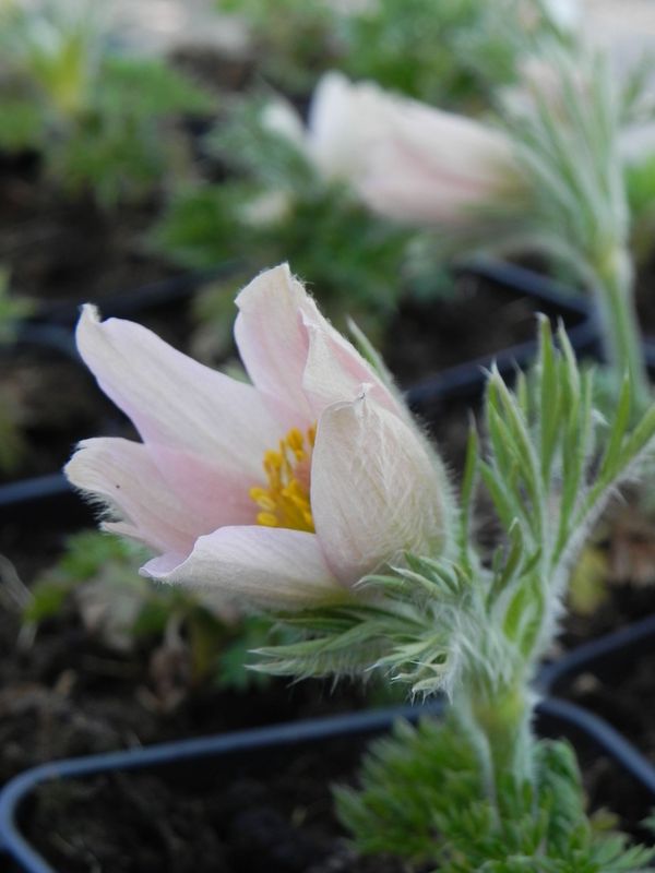 Pulsatilla vulgaris ‘Pearl Bells’
