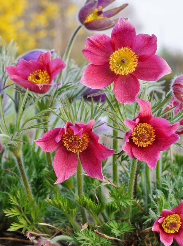 Pulsatilla vulgaris ‘Rose Bells’