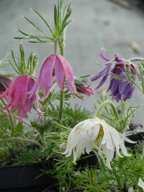 Pulsatilla vulgaris ‘Papageno’