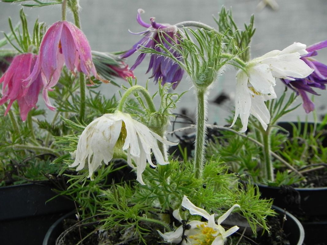 Pulsatilla vulgaris ‘Papageno’
