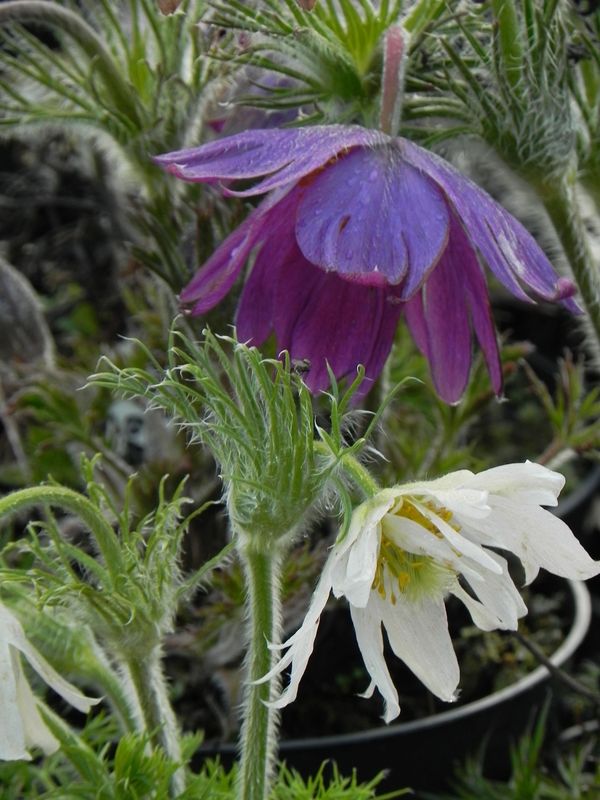 Pulsatilla vulgaris ‘Papageno’