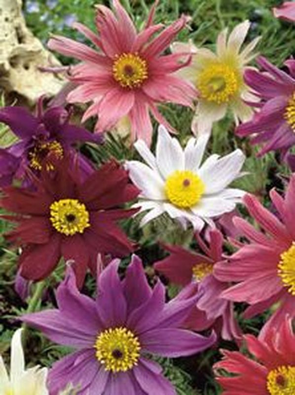 Pulsatilla vulgaris ‘Prima Papagena’