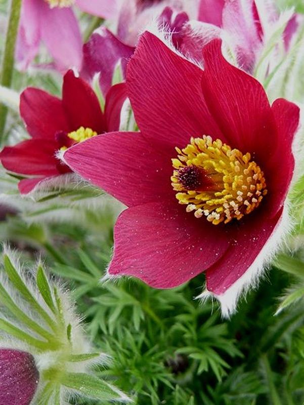 Pulsatilla vulgaris ‘Pulsar Red Shades’