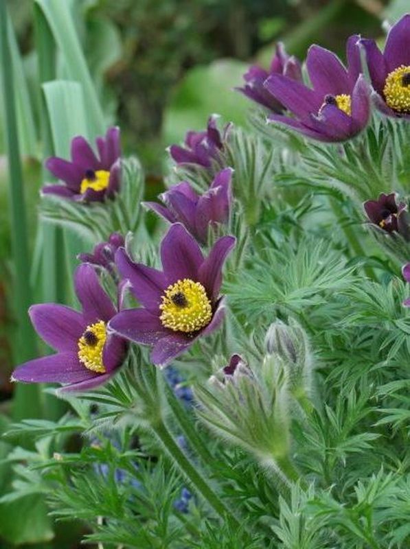 Pulsatilla vulgaris ‘Pulsar Violet Shades’