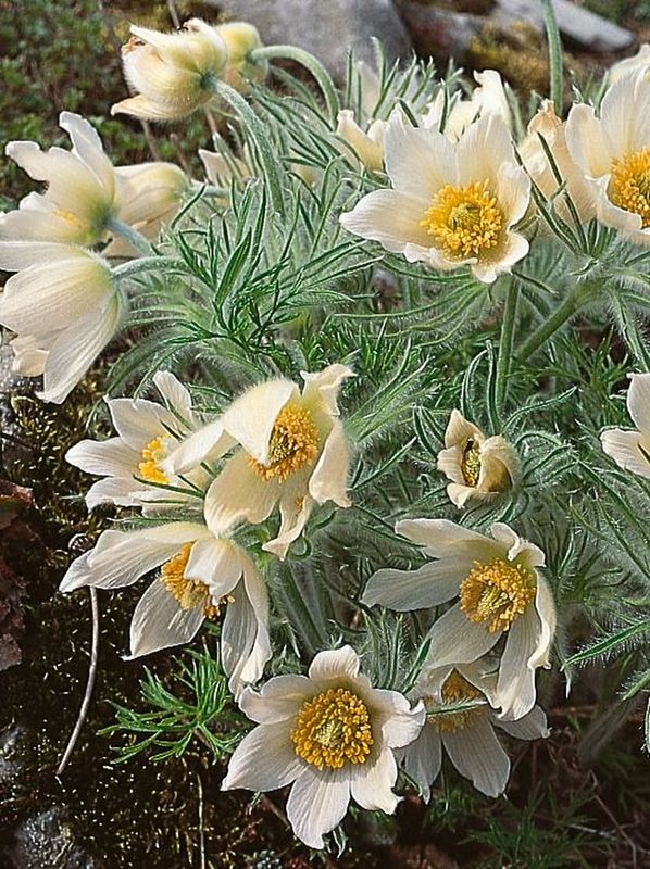 Pulsatilla vulgaris ‘Pulsar White’