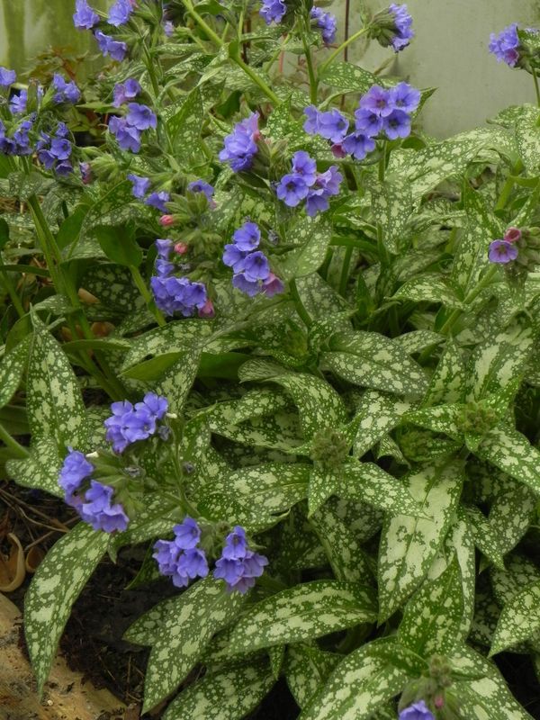 Pulmonaria ‘Trevi Fountain’