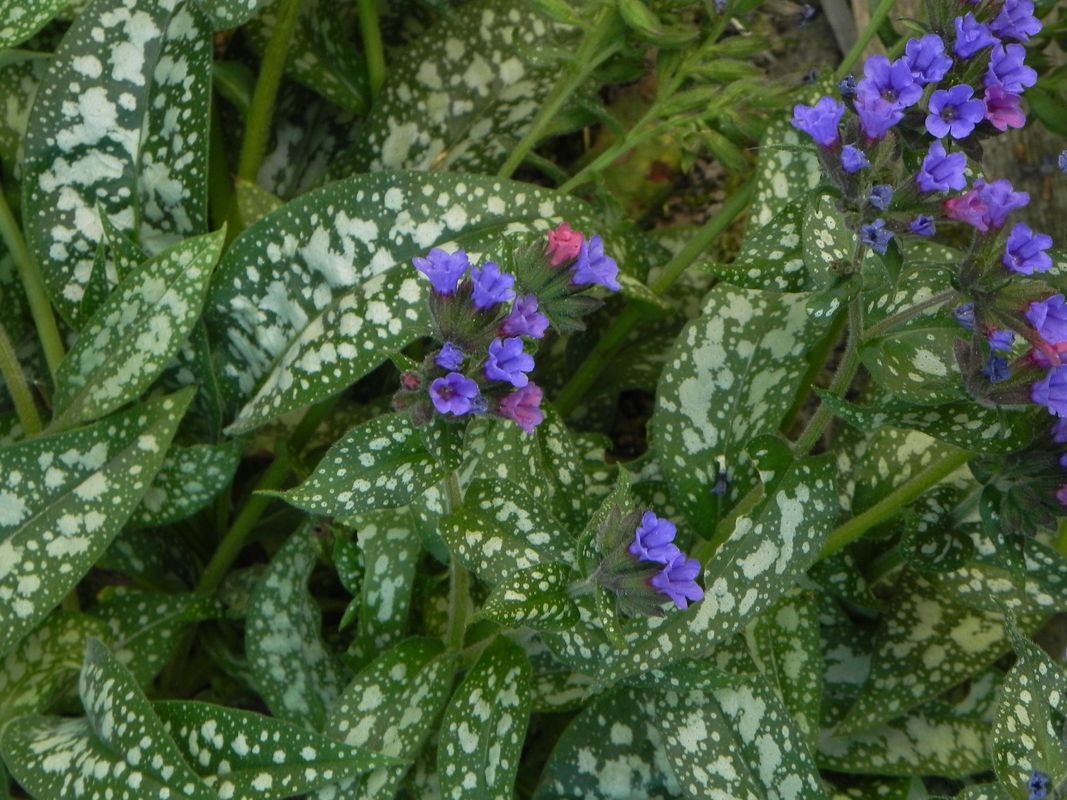 Pulmonaria ‘Trevi Fountain’