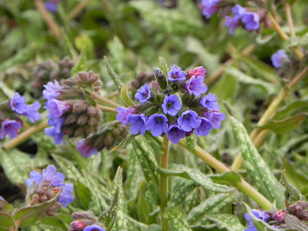 Pulmonaria ‘Trevi Fountain’
