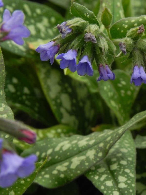 Pulmonaria ‘Trevi Fountain’