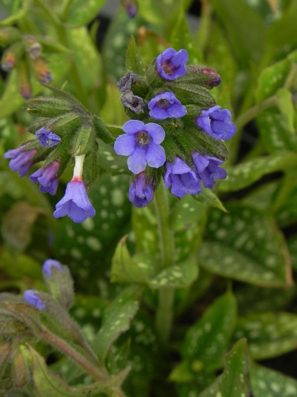 Pulmonaria ‘Trevi Fountain’