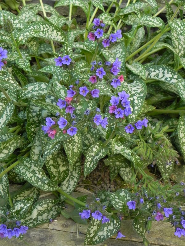 Pulmonaria ‘Trevi Fountain’