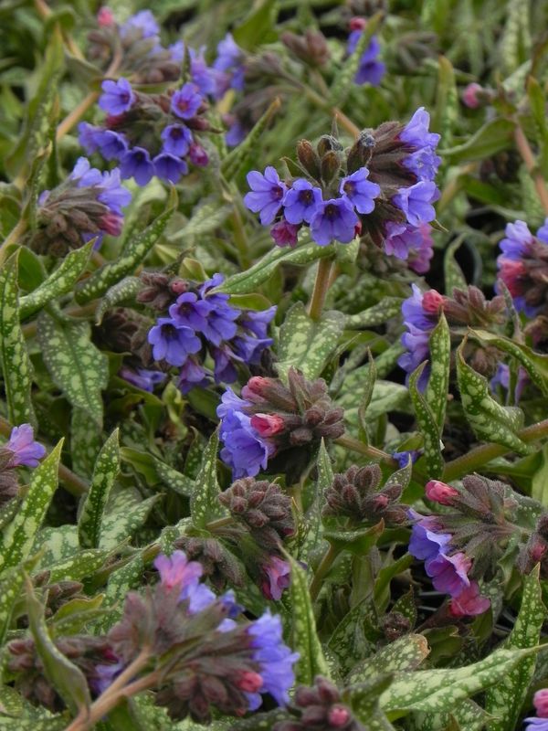 Pulmonaria ‘Trevi Fountain’