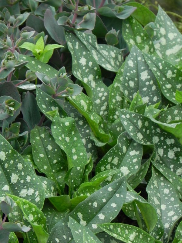 Pulmonaria ‘Trevi Fountain’