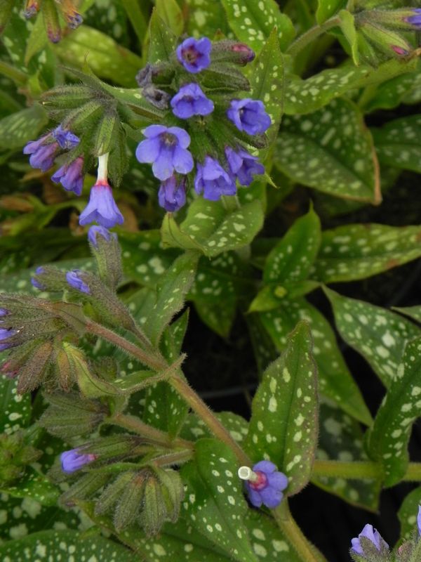 Pulmonaria ‘Trevi Fountain’