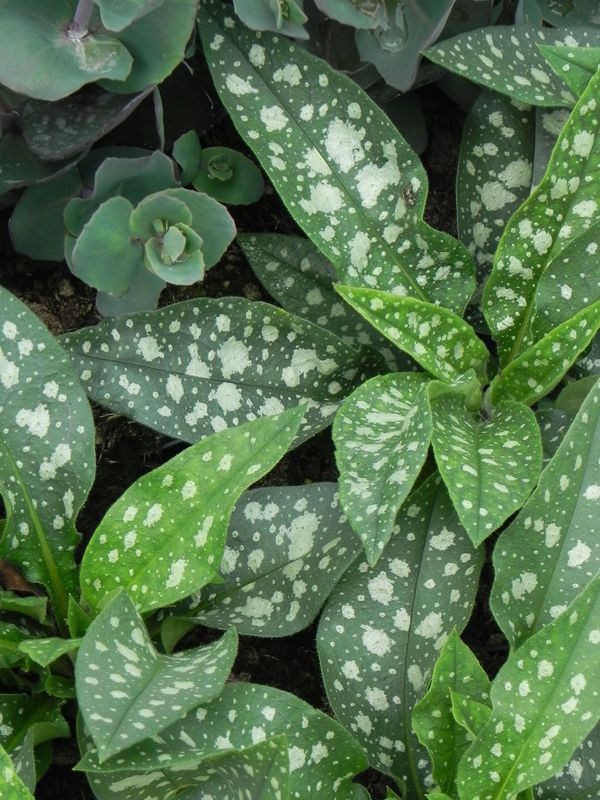 Pulmonaria ‘Trevi Fountain’