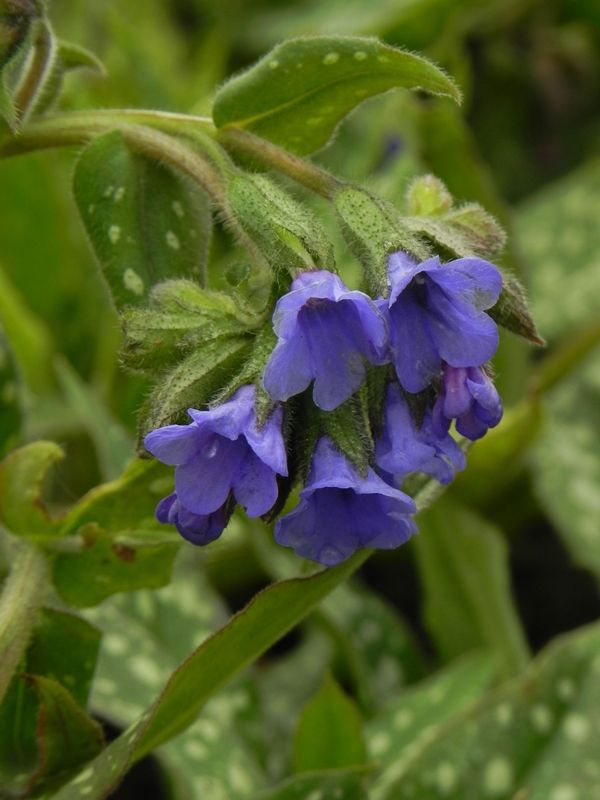 Pulmonaria ‘Trevi Fountain’