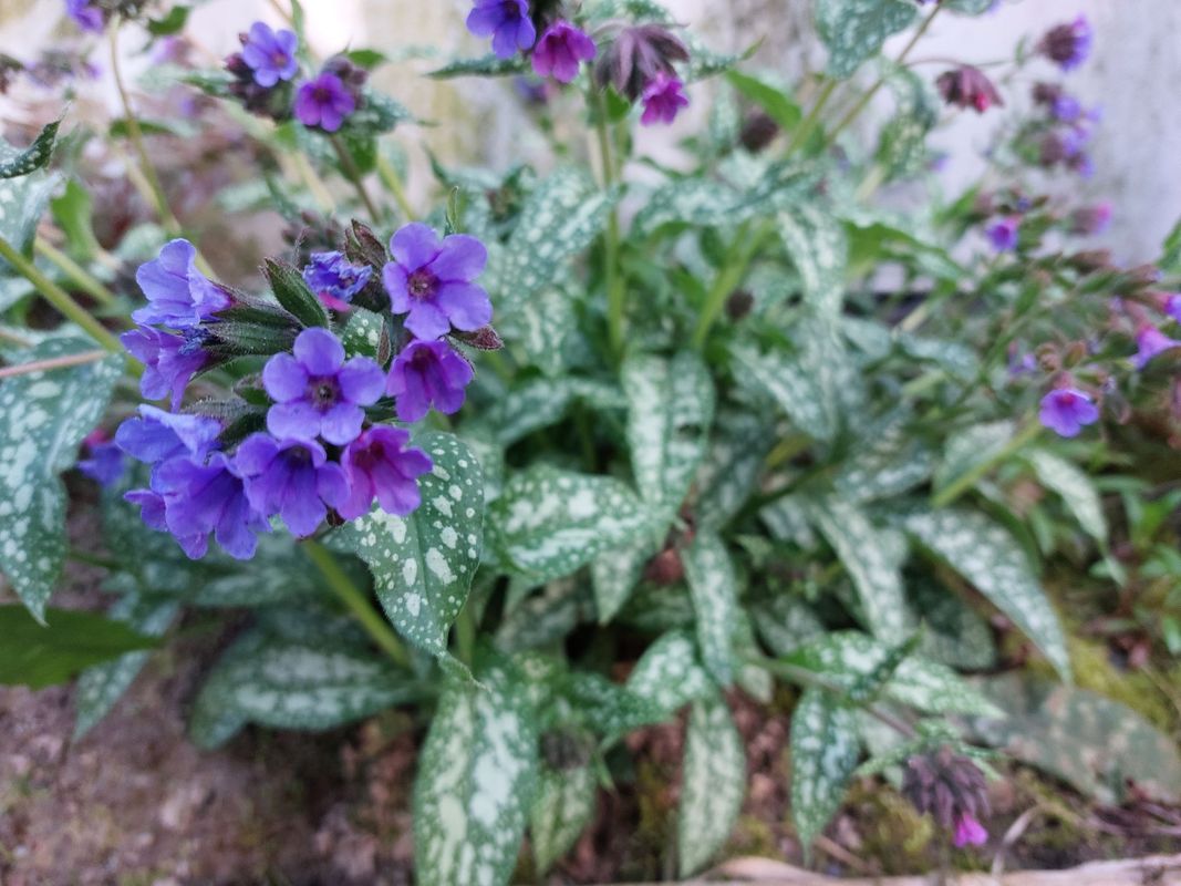 Pulmonaria ‘Trevi Fountain’