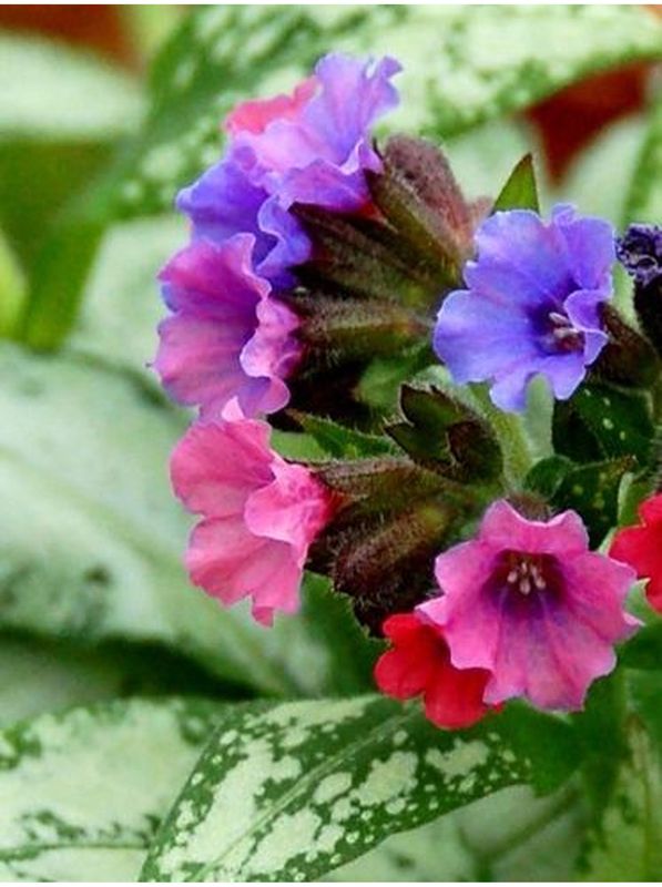 Pulmonaria ‘Silver Bouquet’
