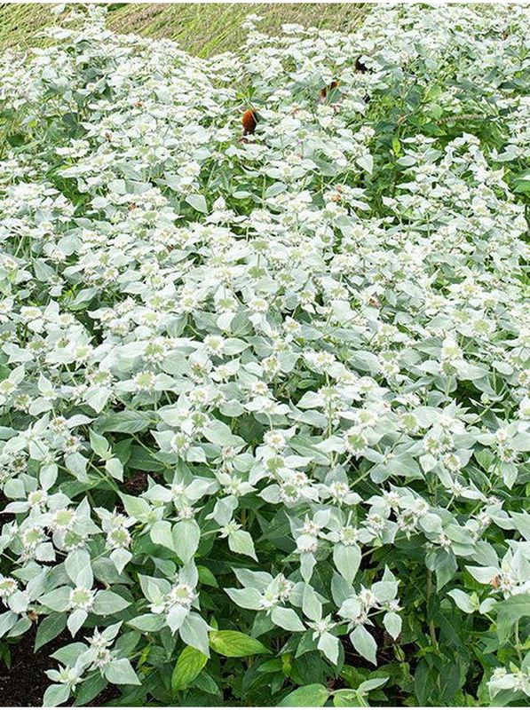 Pycnanthemum muticum