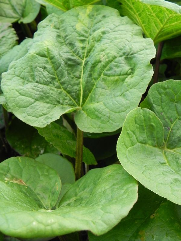 Rheum officinale