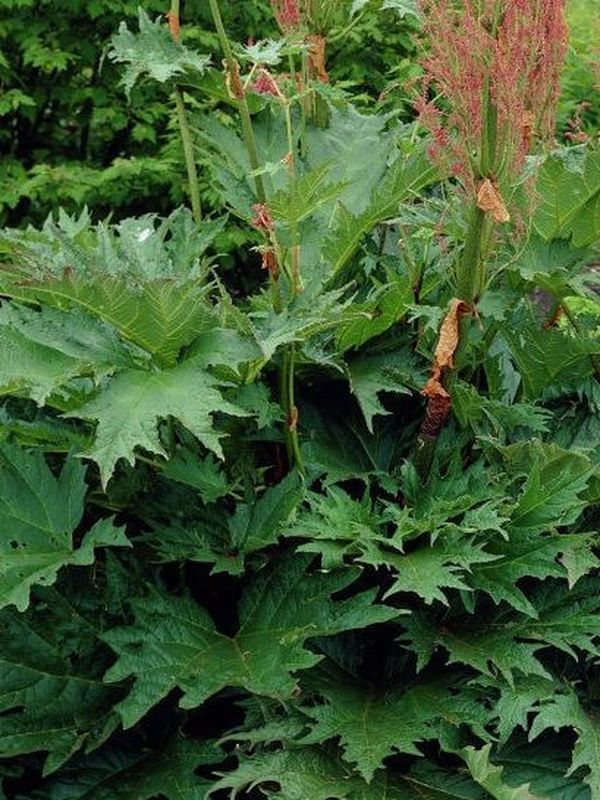 Rheum palmatum ‘var. tanguticum’