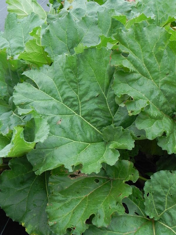 Rheum rhabarbarum ‘Glaskins Perpetual’
