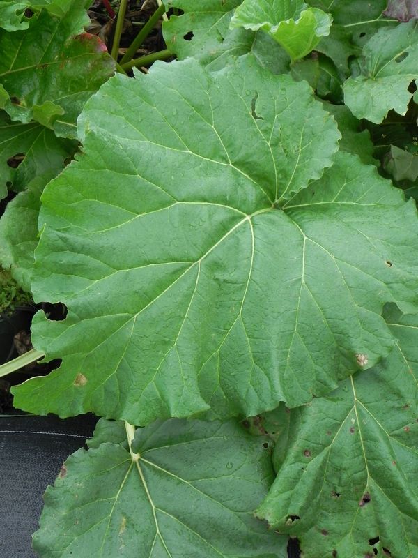 Rheum rhabarbarum ‘Glaskins Perpetual’