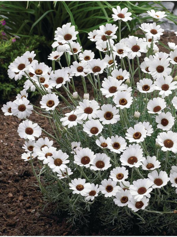 Rhodanthemum hosmariense ‘Casablanca’