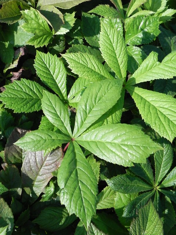 Rodgersia aesculifolia