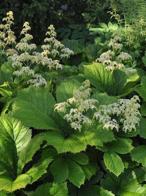 Rodgersia aesculifolia ‘White’