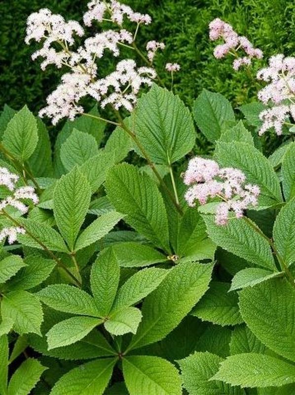 Rodgersia pinnata