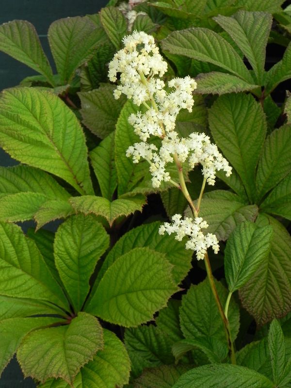 Rodgersia pinnata ‘Elegans’