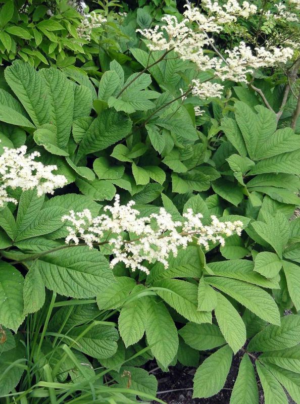 Rodgersia pinnata ‘White’