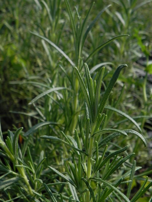 Rosmarinus officinalis