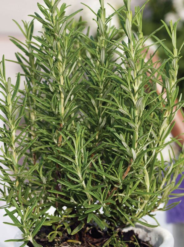 Rosmarinus officinalis ‘Speedy’