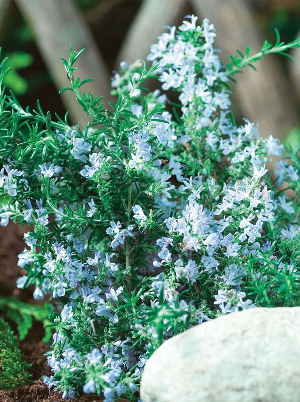 Rosmarinus officinalis ‘Winter Blue’