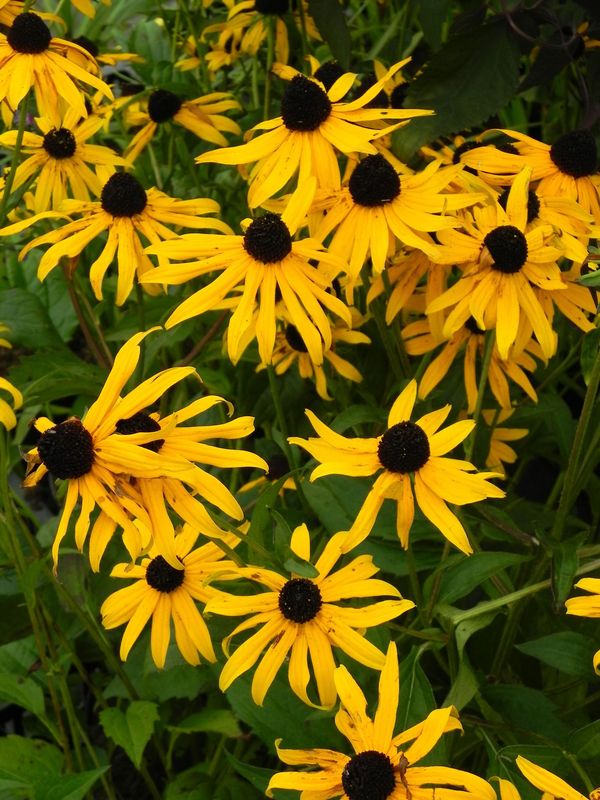 Rudbeckia fulgida ‘Goldstrum’