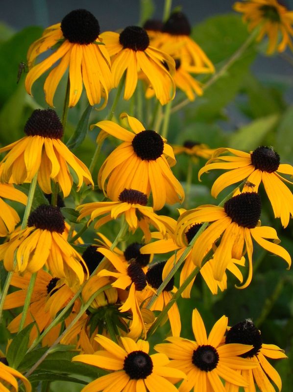 Rudbeckia fulgida ‘Goldstrum’