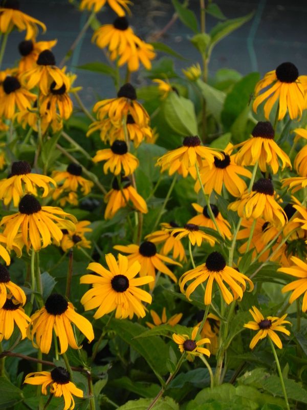 Rudbeckia fulgida ‘Goldstrum’