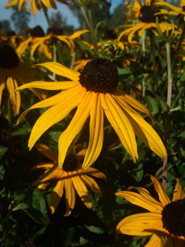 Rudbeckia fulgida ‘Goldstrum’