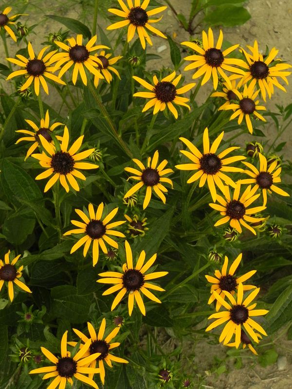 Rudbeckia fulgida ‘Little Goldstar’