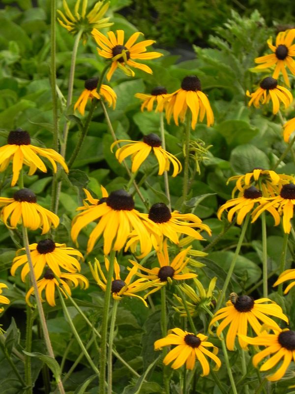 Rudbeckia fulgida ‘GoldBlitz’