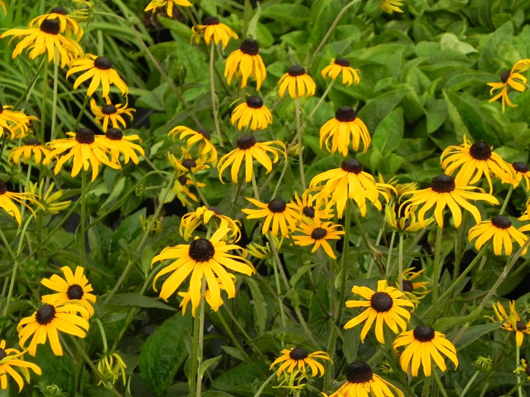 Rudbeckia fulgida ‘GoldBlitz’