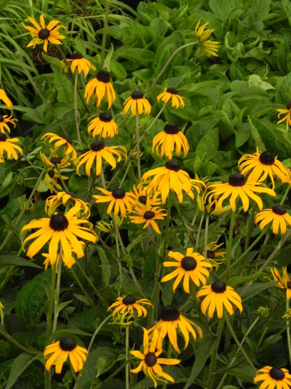 Rudbeckia fulgida ‘GoldBlitz’