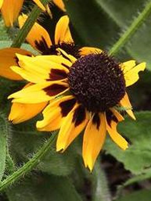 Rudbeckia hirta ‘Spotlight’