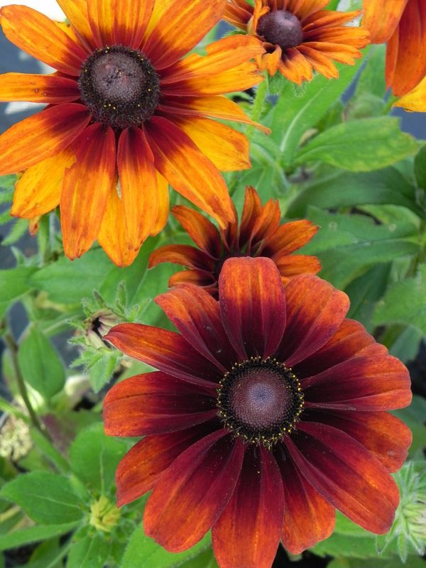Rudbeckia hirta ‘Cappuccino’
